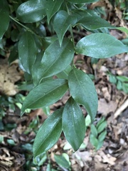 Sarcococca