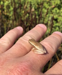 Hyperolius horstockii