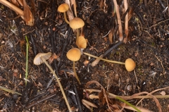 Mycena olivaceomarginata