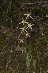 Caladenia straminichila