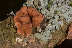 Hypocreopsis lichenoides