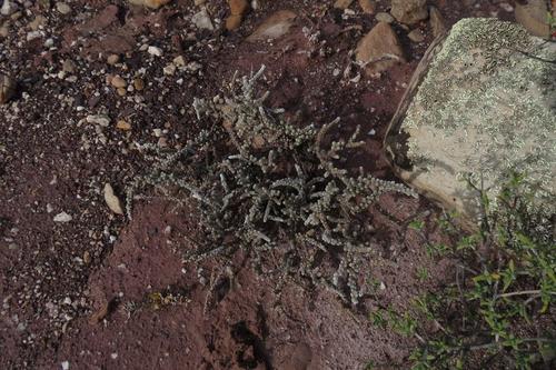 Caroxylon tuberculatum (Caroxylon tuberculatum)