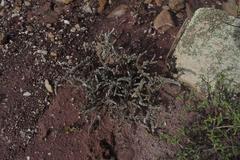 Caroxylon tuberculatum