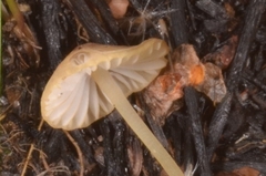 Mycena olivaceomarginata
