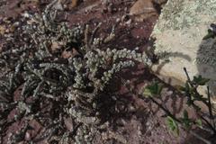 Caroxylon tuberculatum