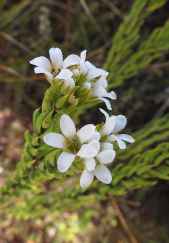 Acmadenia wittebergensis (Acmadenia wittebergensis)