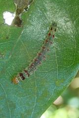 Sycacantha inopinata