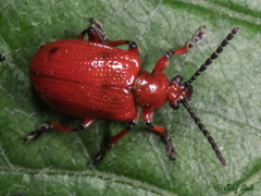 Lilioceris schneideri