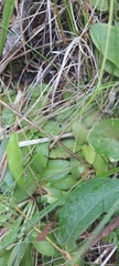 Pinguicula alpina