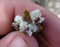 Amphithalea micrantha