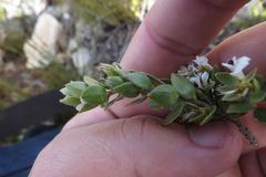 Amphithalea micrantha