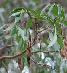 Bolusanthus speciosus