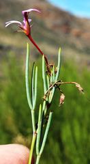 Pelargonium laevigatum oxyphyllum