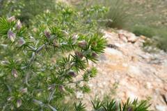 Aspalathus hirta hirta