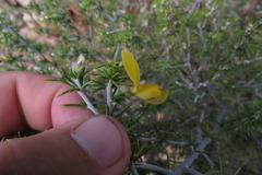 Aspalathus hirta hirta