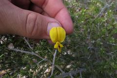 Aspalathus hirta hirta