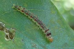 Sycacantha inopinata