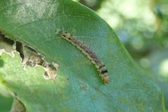 Sycacantha inopinata