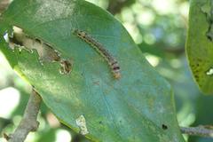 Sycacantha inopinata