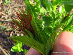 Acalypha glandulifolia