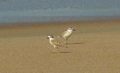 Charadrius marginatus arenaceus