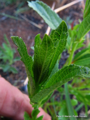 Acalypha glandulifolia