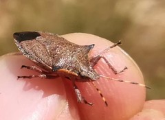 Picromerus nigridens