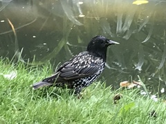 Sturnus vulgaris