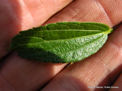 Acalypha glandulifolia