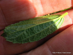 Acalypha glandulifolia