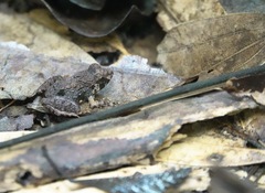 Limnonectes malesianus