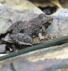 Limnonectes malesianus