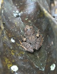 Limnonectes malesianus