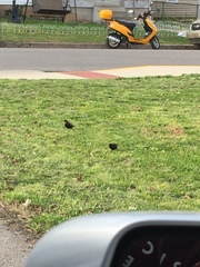 Sturnus vulgaris