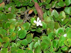 Carissa bispinosa