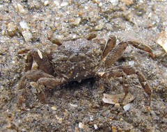 Cyrtograpsus