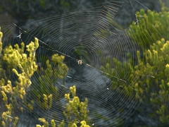 Pararaneus cyrtoscapus