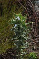 Berkheya cruciata cruciata