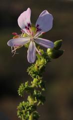 Pelargonium englerianum
