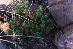Pelargonium englerianum