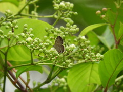 Prosotas aluta nanda