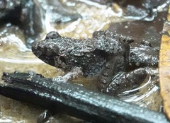 Limnonectes malesianus