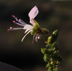 Pelargonium englerianum