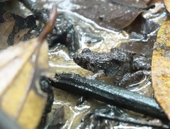 Limnonectes malesianus