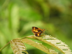 Oriens paragola
