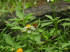 Ampittia dioscorides