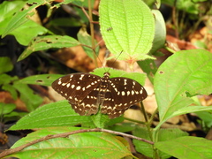 Lexias canescens pardalina