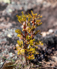 Cyanothamnus quadrangulus