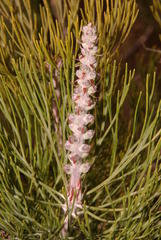 Paranomus bracteolaris