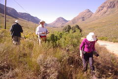 Paranomus bracteolaris